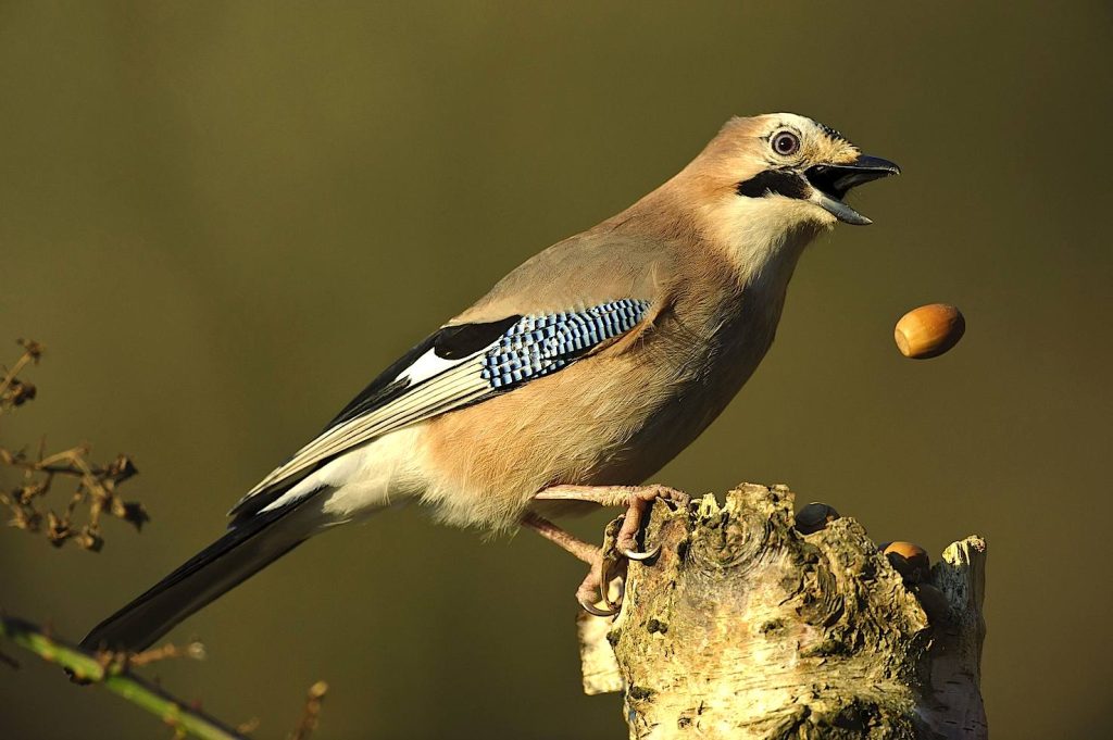Una Ghiandaia (Garrulus glandarius) (Keystone)