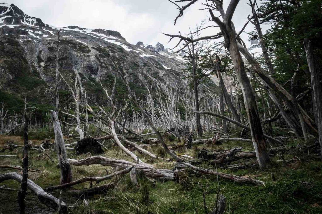 Parco Nazionale di Ushuaia (Stefania Prandi)