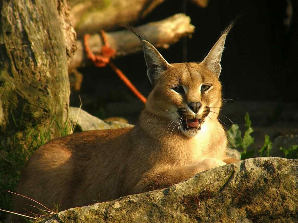 Caracal (felino della famiglia delle Linci) al guinzaglio (Belgianchocolate)
