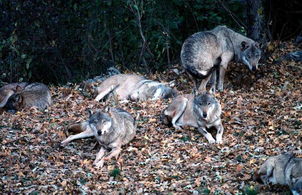 Che fine avranno fatto i lupacchiotti della mamma lupa trovata morta poco tempo fa in Valle Morobbia? (WWF)
