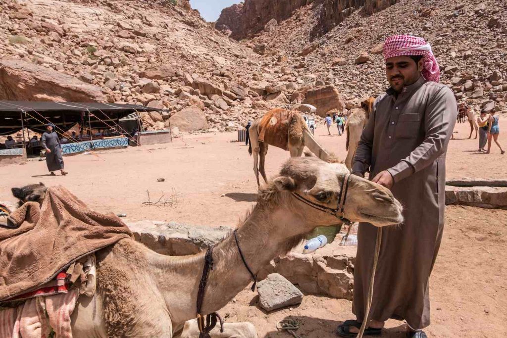 Cammelli nei pressi della sorgente di Lawrence, così chiamata in onore di Lawrence d’Arabia