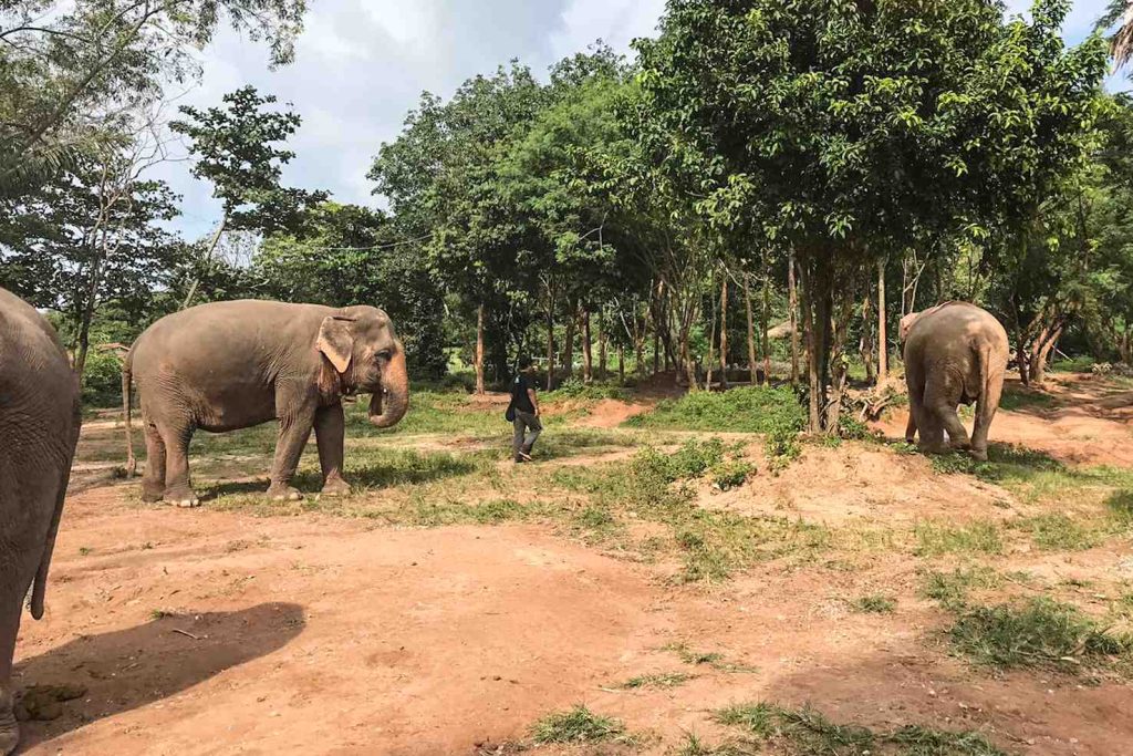 Gli elefanti sono liberi di circolare nella riserva naturale senza funi né catene