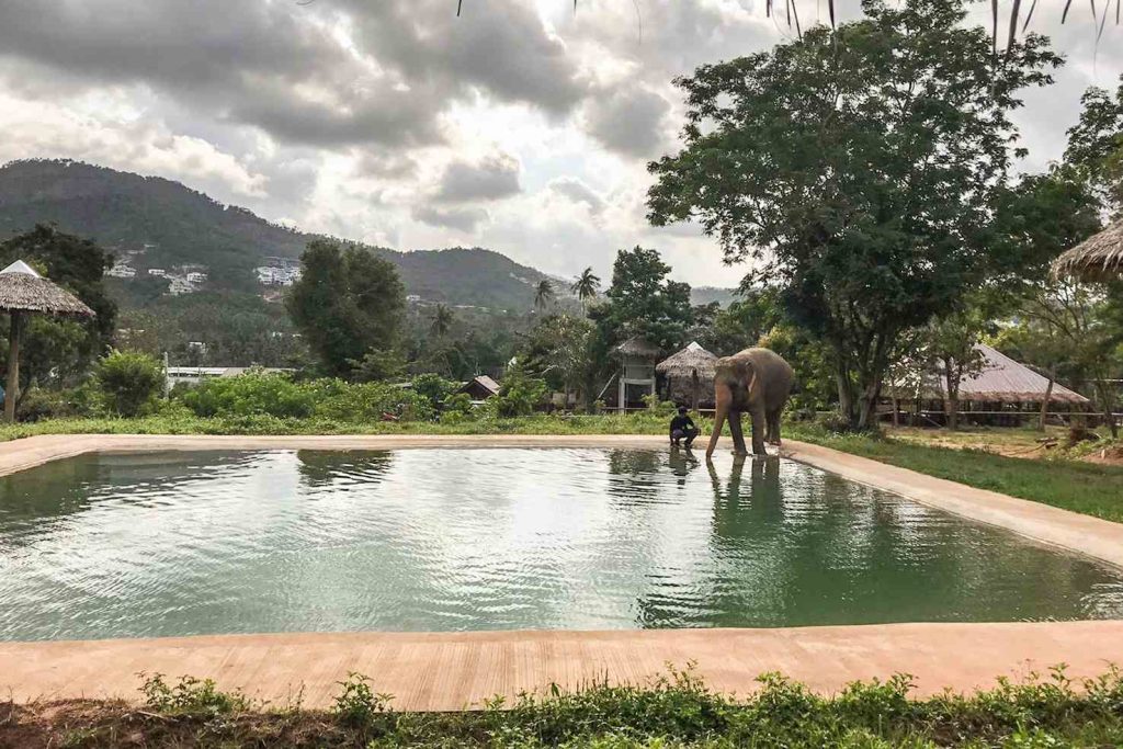 Ai turisti non è consentito fare il bagno con gli elefanti: questa sarebbe una situazione innaturale che potrebbe causare stress agli animali