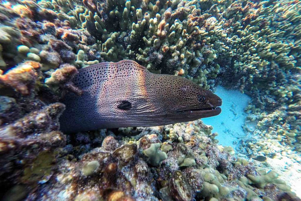 Fondale marino di Thoddoo (Coco Villa)