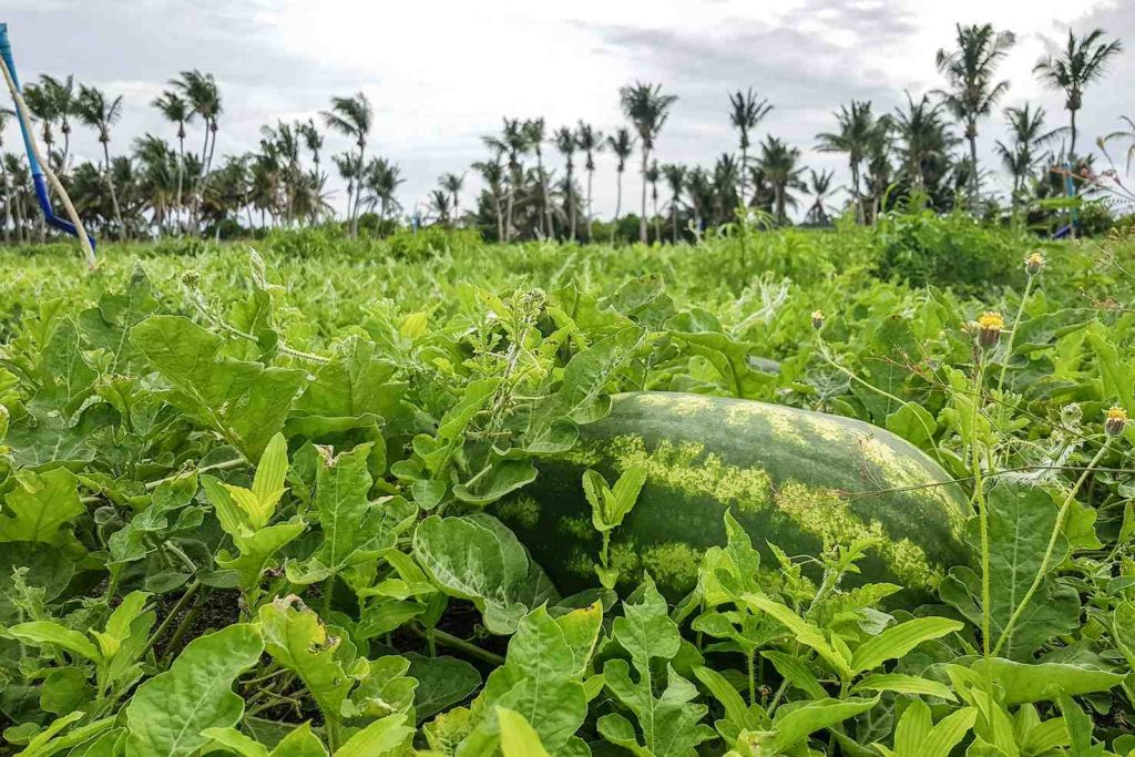 Una coltivazione di cocomeri (Simona Dalla Valle)