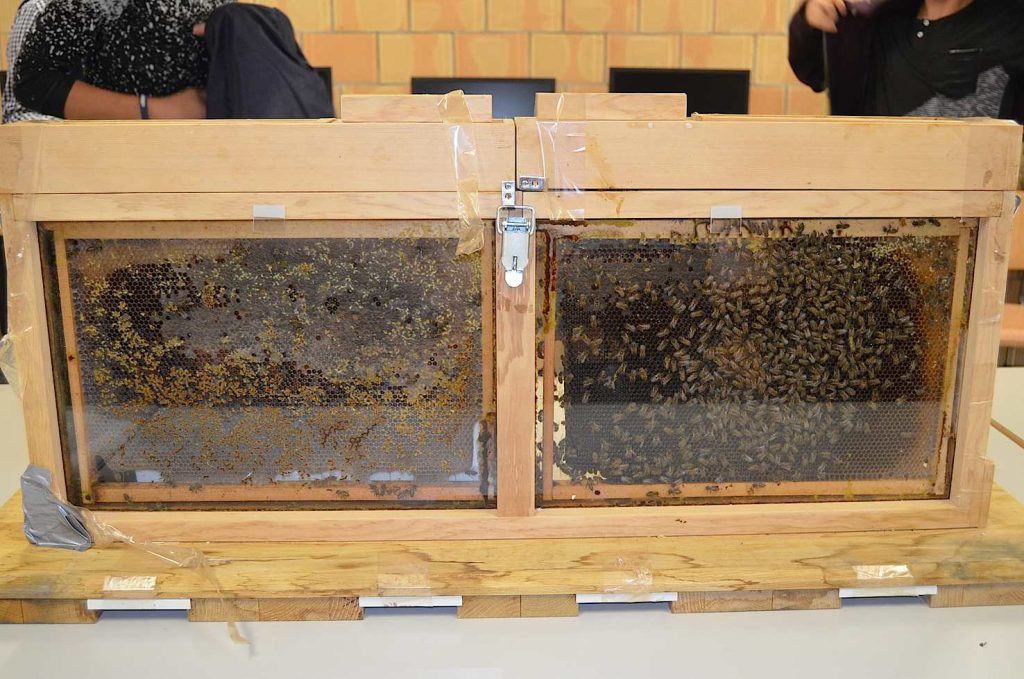 Uno degli spazi previsti presenterà il «punto di vista» delle api (Cpv-Mezzana)