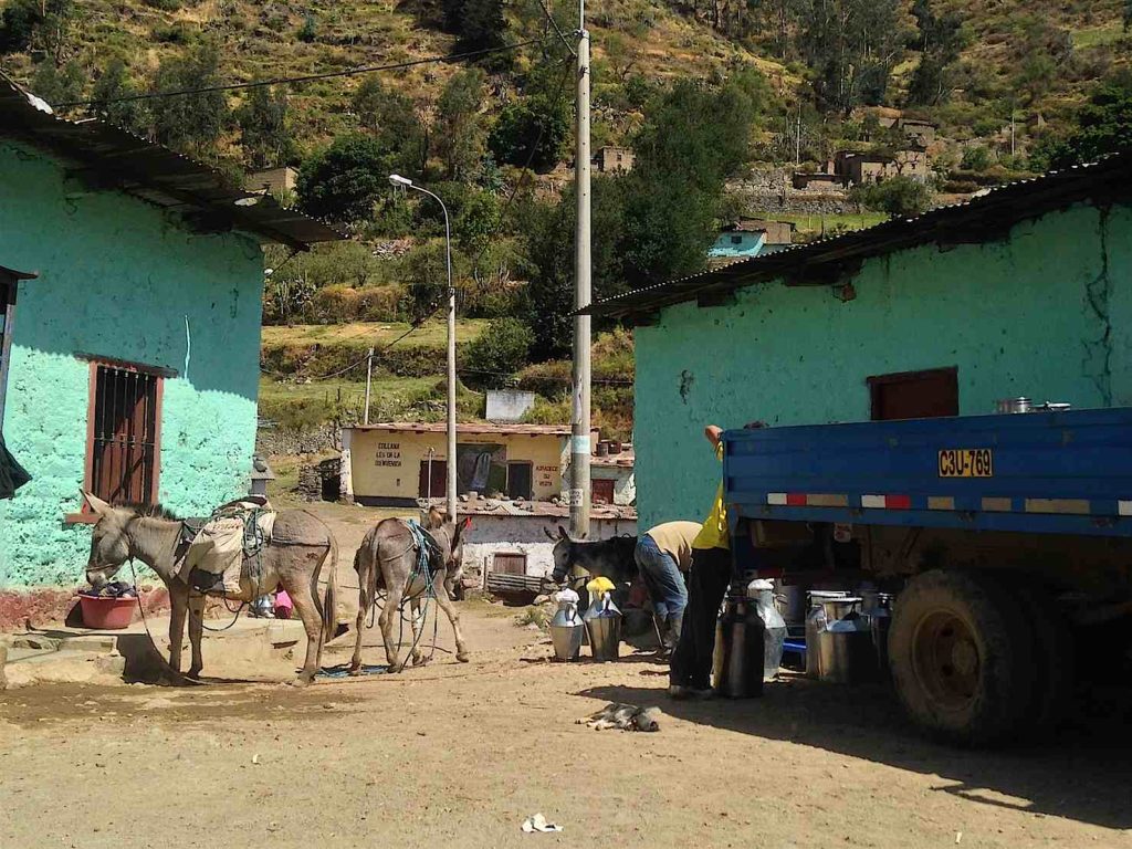 Ritiro del latte a Collana