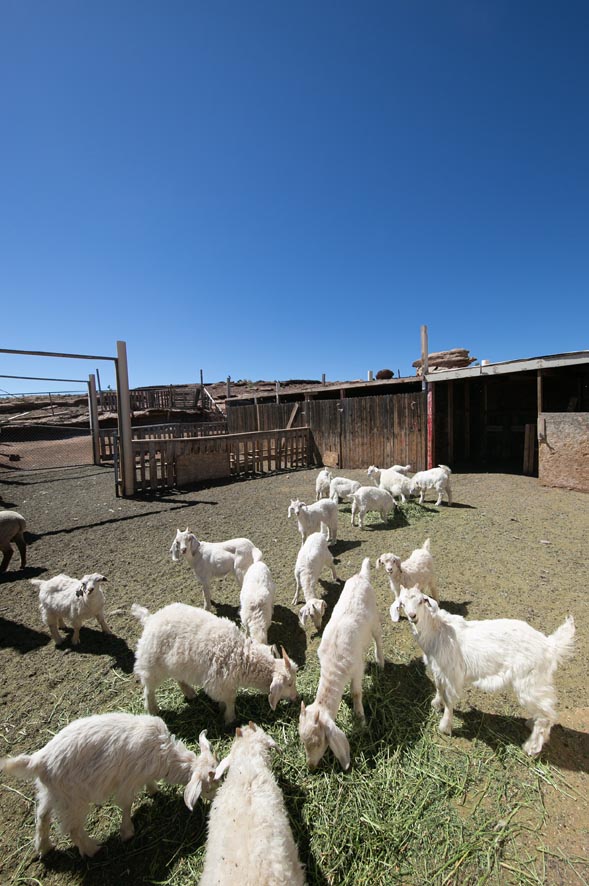 Gregge di pecore Churro