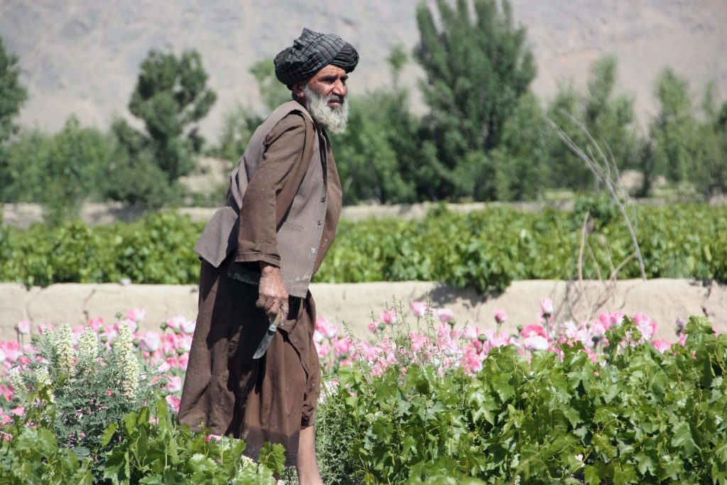 Un contadino afgano davanti a un campo di papaveri nel distretto di Panjwaii (Shutterstock)