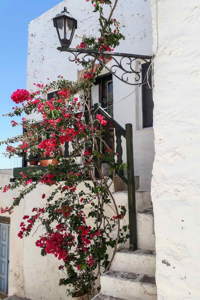 Bouganville nel centro di Plaka