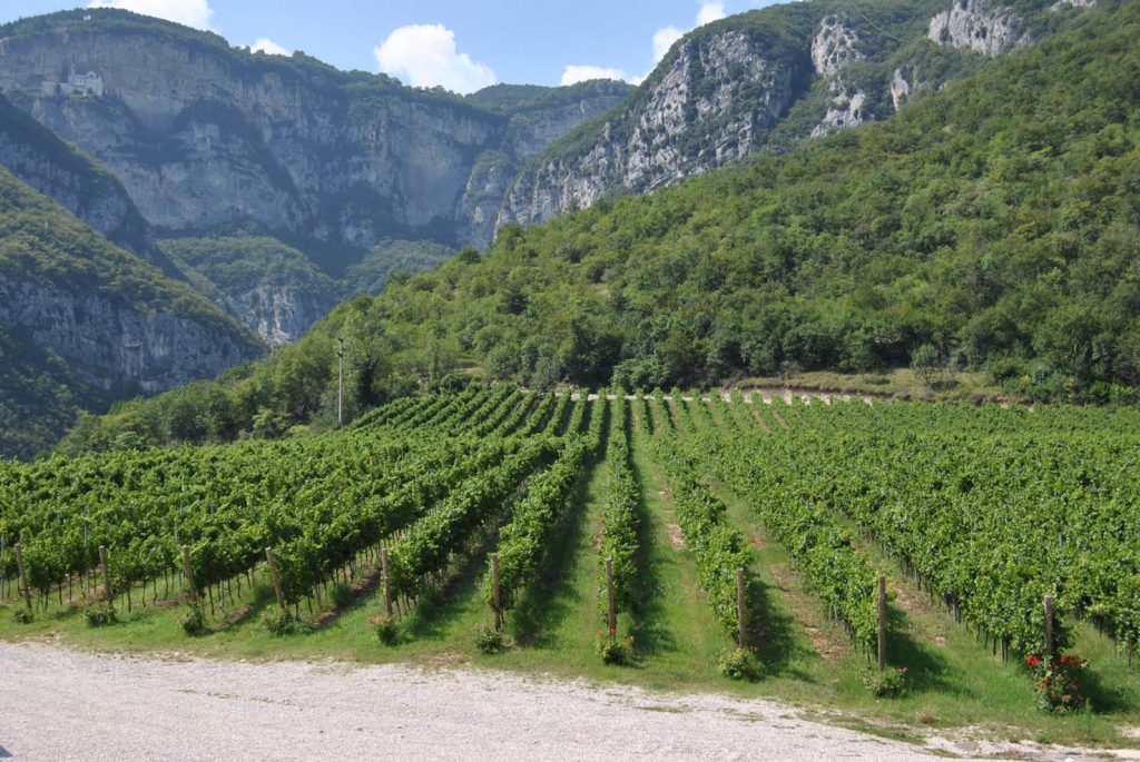 Vigneti in Valdadige, Trentino (Puntin1969)