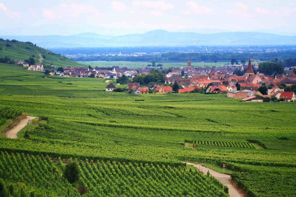 Estesa di vigneti in Alsazia (pxhere.com)