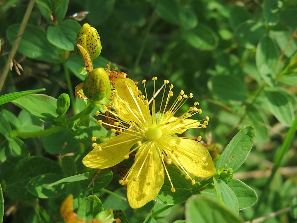 Un esemplare di Hypericum perforatum (AnRo000)