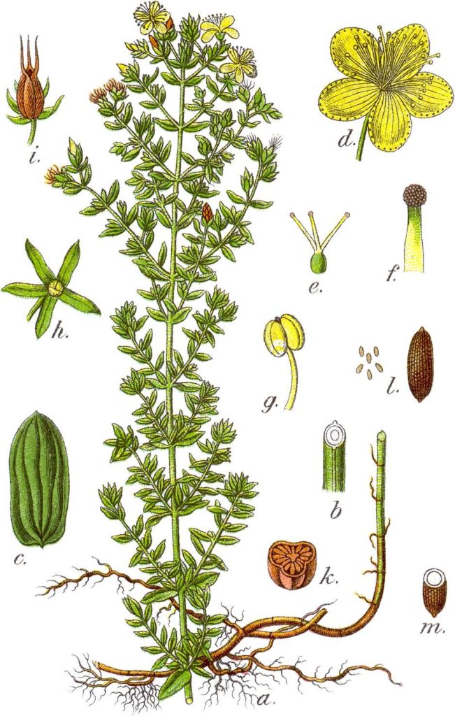 Scheda botanica dell'Hypericum Perforatum