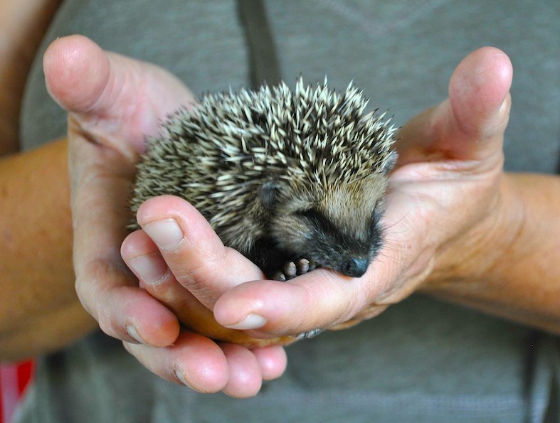 Il riccio comune (Helen Simonsson)