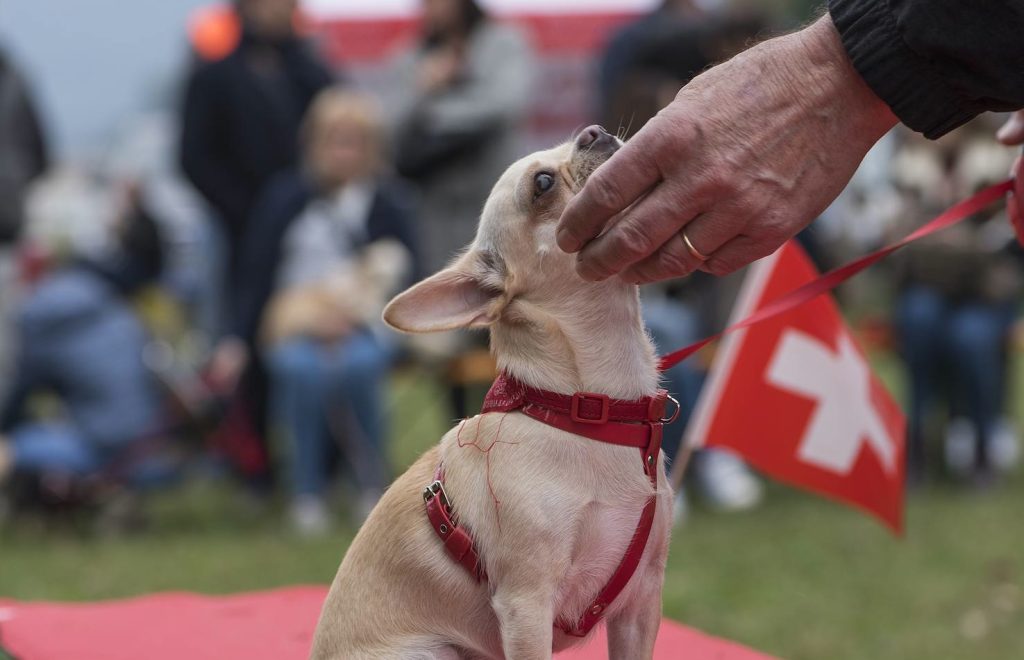 In Svizzera si contano 25mila Chihuahua (Sabrina Falduto)