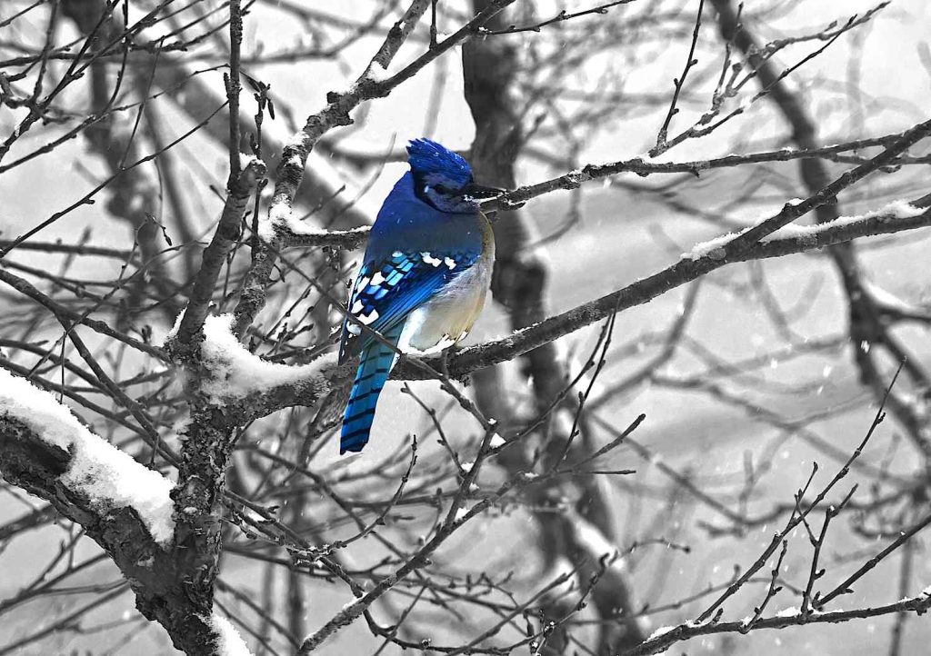 La Ghiandaia americana ha una grande capacità mnemonica (Pixabay)