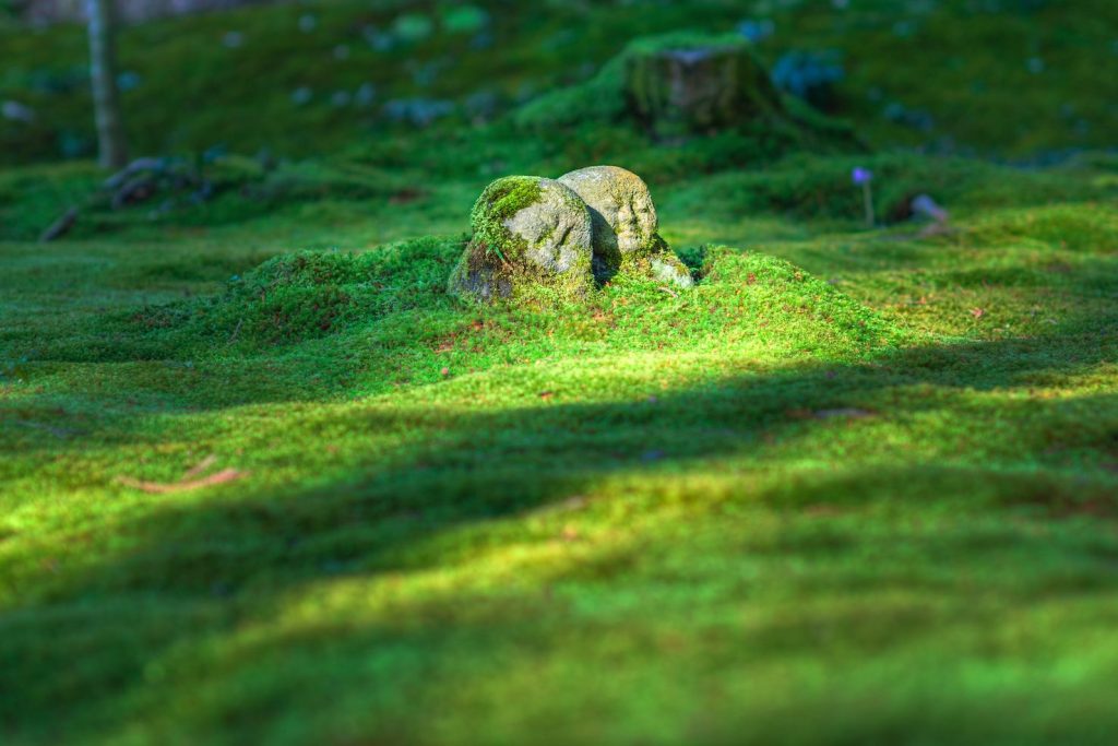 «E quando il giardiniere felice si tolse la camicia, tutto il mondo fu vestito da un giardino» (pxhere.com)