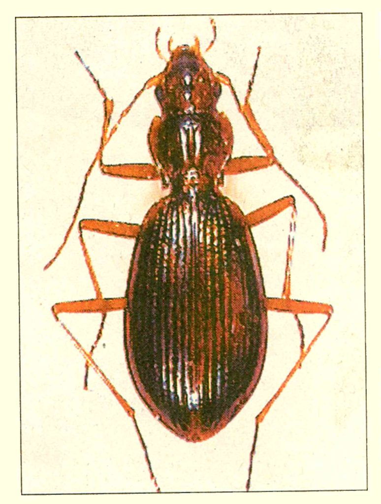 II coleottero Carabide Nebria angustata raccolto nella stessa grotta (Alessandro Focarile)