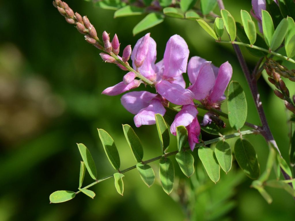 Fiore di un’Indigofera tinctoria (Pancrat)