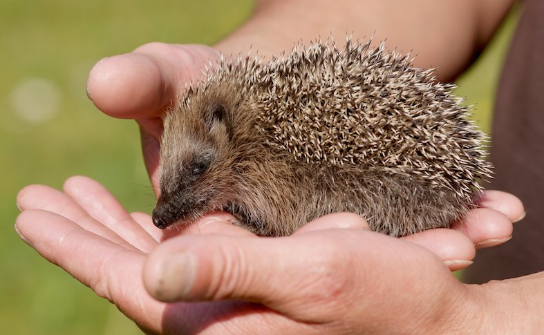 Il riccio comune (Kallerna)