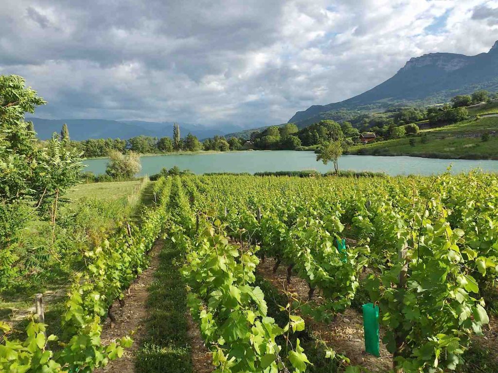 Il lago di Saint-André e le vigne delle Marches vicino a Chambery (Florian Pépellin)
