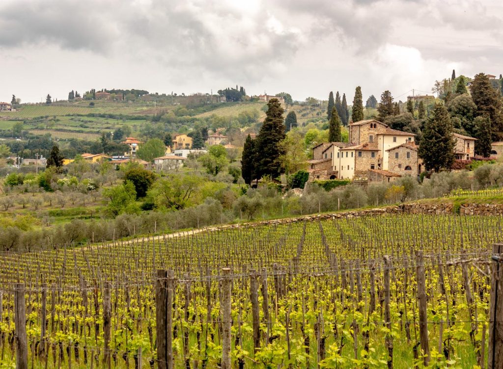 Vigneti adiacenti alla strada a sud di Panzano in Chianti. (PapaPiper)
