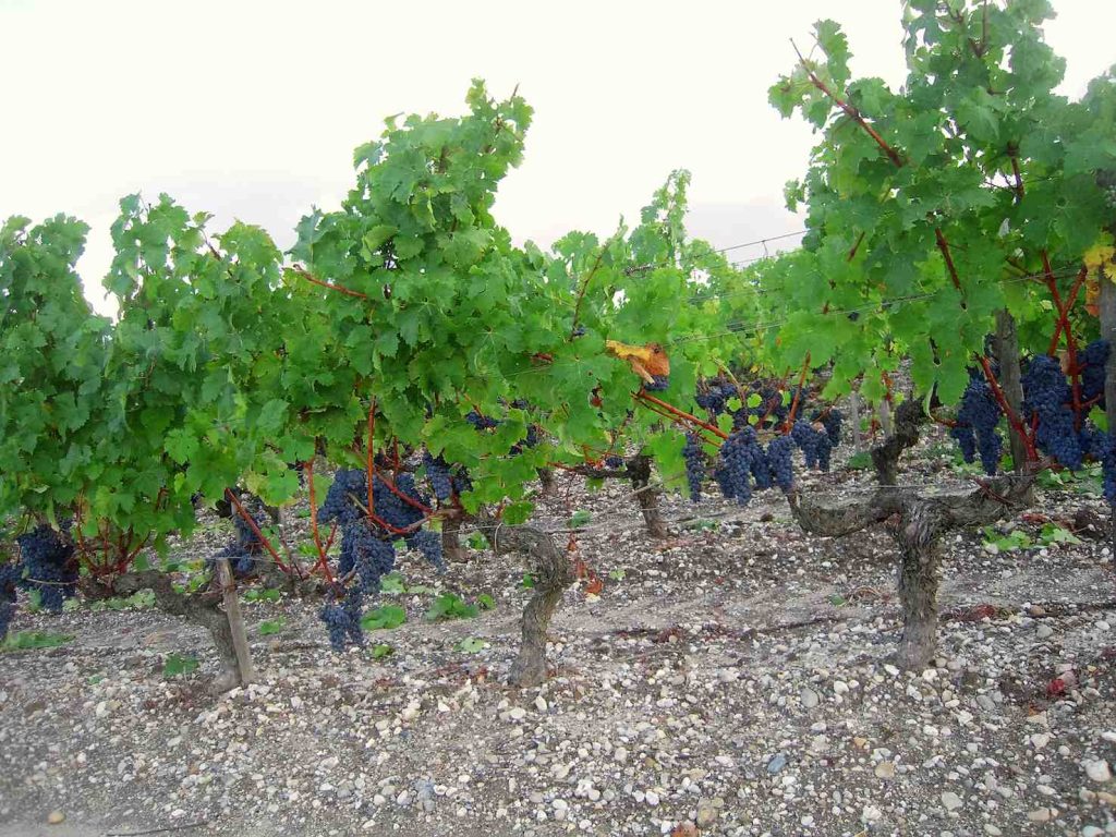 La vita nella ghiaia del Médoc (Patrick Janicek)