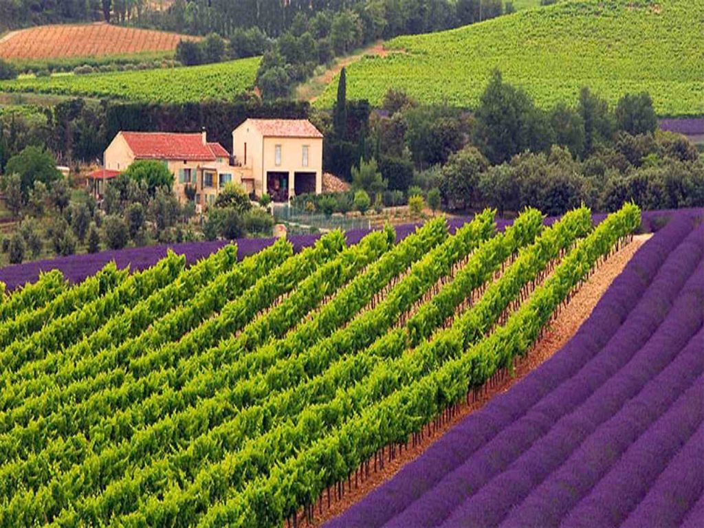 Vigneti in alta Provenza (Varaine)