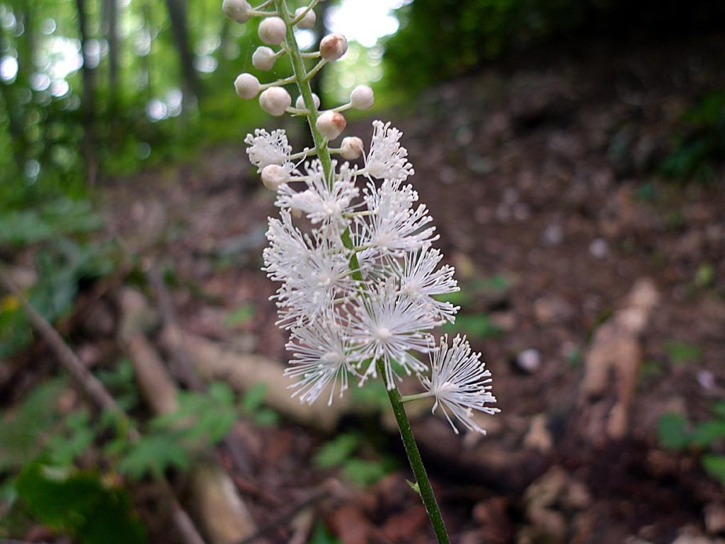 Un esemplare di Cimicifuga Racemosa (Black Cohosh)