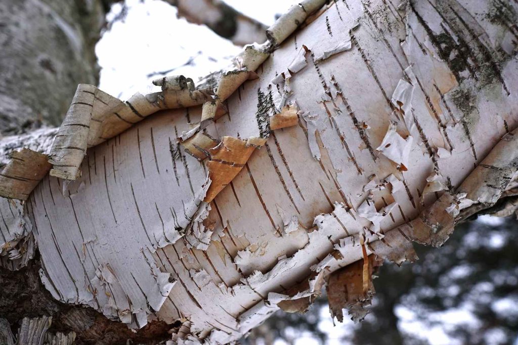 La bella e bianca corteccia di una betulla (Plant Image Library)