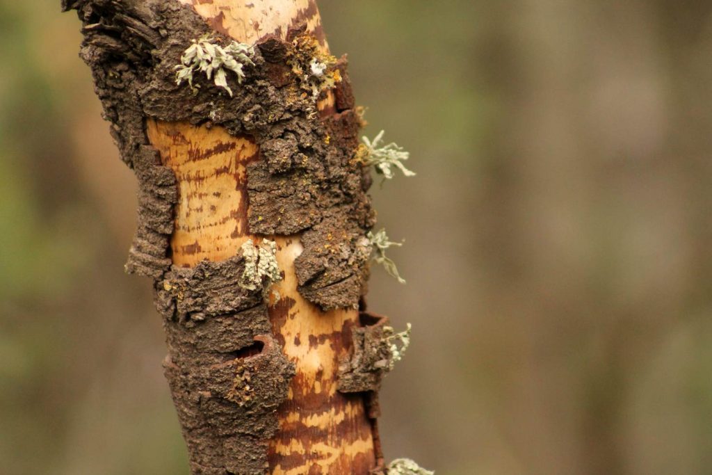 Piccoli germogli che spuntano da una corteccia (David Montolio)