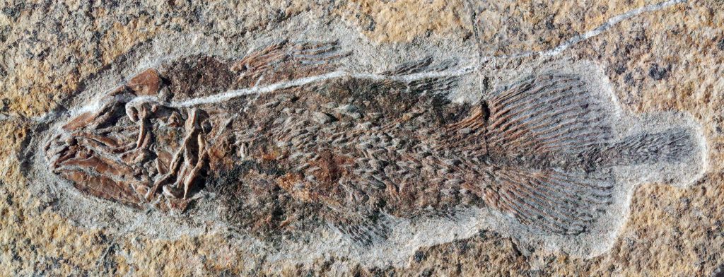 Il nuovo fossile di celacanto scoperto sul Monte San Giorgio: è il primo dal Calcare di Meride e appartiene al genere Heptanema (Rudolf Stockar)