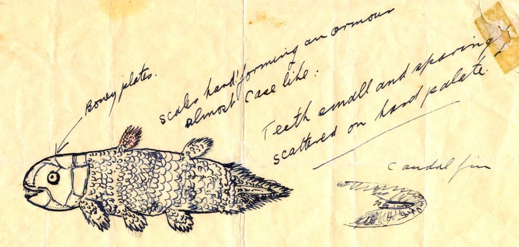 Lo schizzo inviato da Marjorie Courtenay-Latimer a James Smith il 23 dicembre 1938 (Immagine cortesemente fornita dal South African Institute for Aquatic Biodiversity)