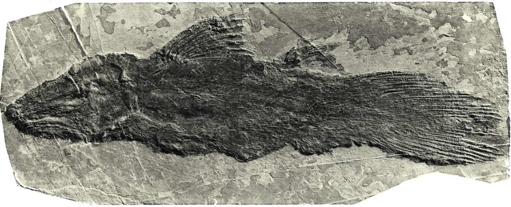 Heptanema paradoxum da Perledo, Lago di Como (Da Giulio de Alessandri 1910)