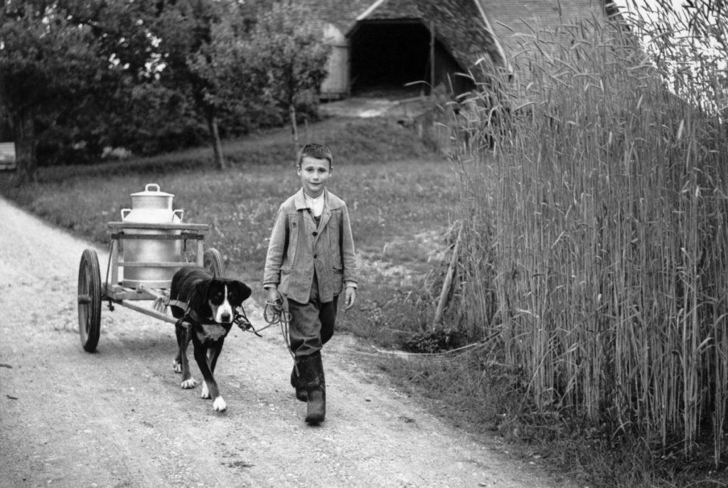 Un <i>Verdingbub</i> svizzero tedesco fotografato nel 1954 da Walter Studer per la «Schweizer Illustrierte» (Keystone)