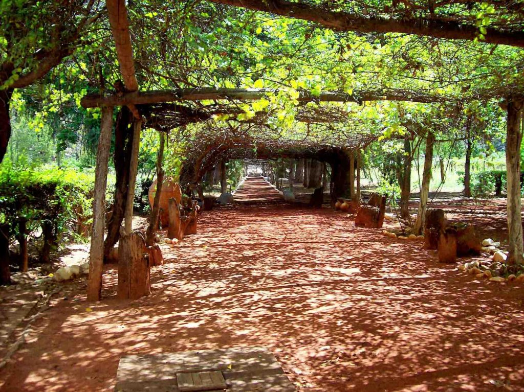 Un esempio di viti alberate a forma di pergola (Roberto Fiadone)