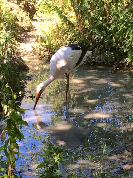 (Foto di: MG Buletti)