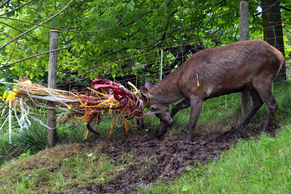 Un cervo rimasto impigliato con le corna in una recinzione (SPAB)