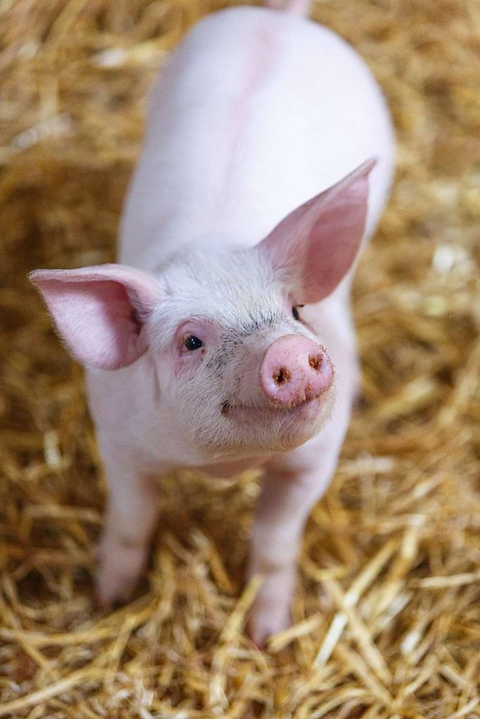 (publicdomainpictures.net)