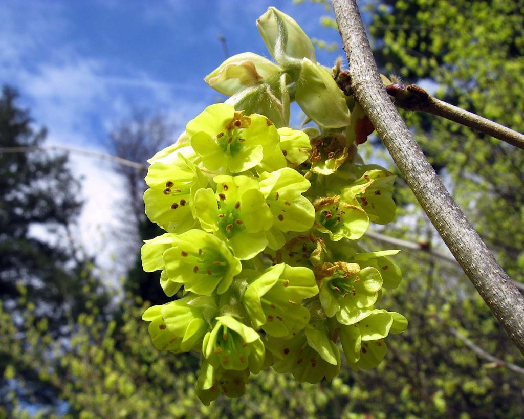 Un esemplare di Corylopsis sinensis (Tie Guy II)
