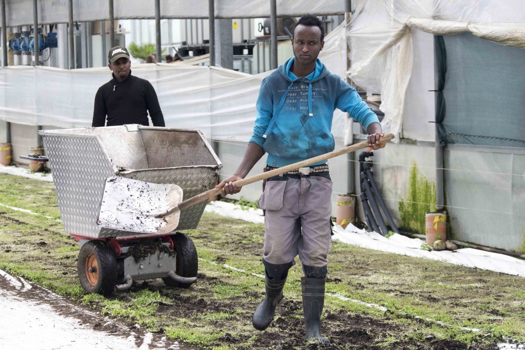 Richiedenti l’asilo lavorano in una fattoria a Füllinsdorf, nel canton Basilea campagna (Keystone)