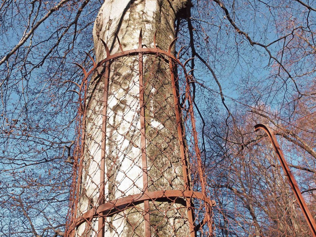 Faggio corazzato lungo la «ramina» in Valle di Muggio (Paolo Crivelli/www.mevm.ch)
