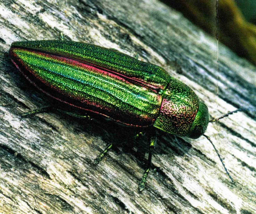 Buprestis, coleottero buprestide, 20 millimetri (James Carmichael)