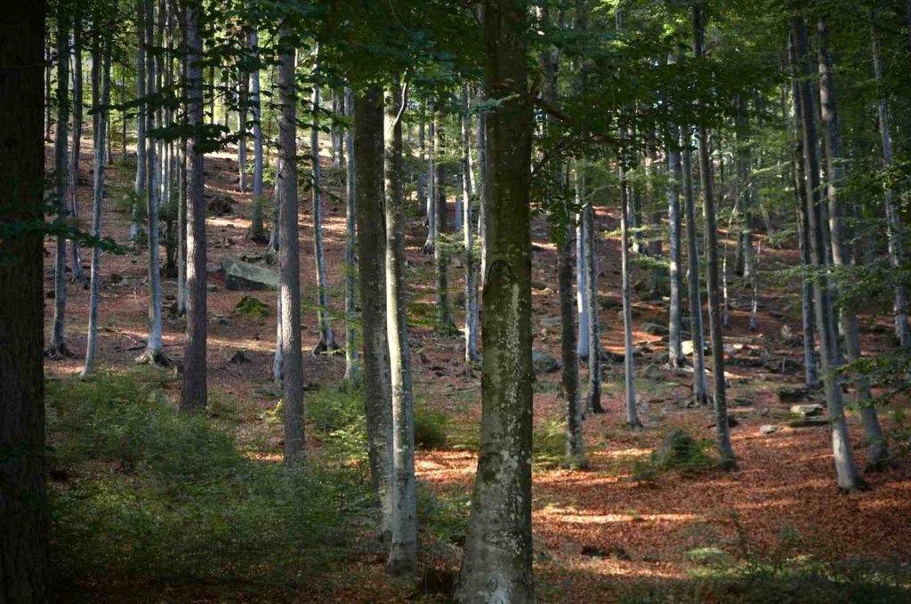 Il bosco di faggi lungo il quale si sale verso la vetta