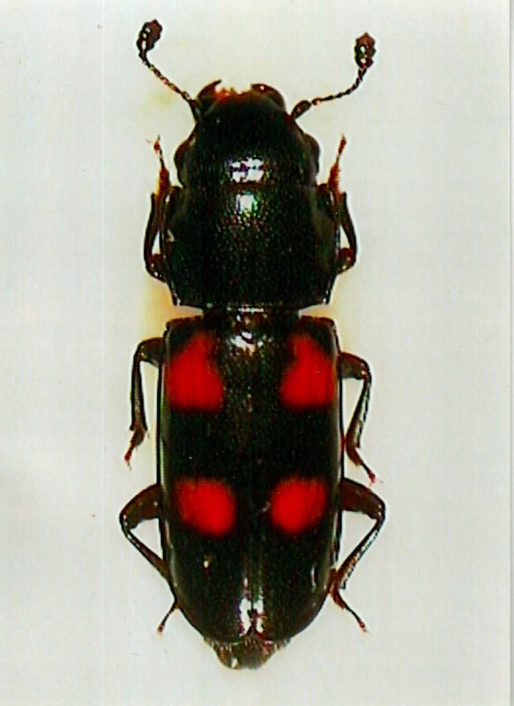 Glischrochilus 4-punctatus, coleottero nitidulide, 4,2 millimetri. (Alessandro Focarile)
