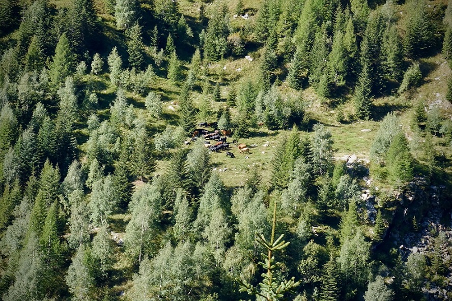 Mucche al pascolo sull'Alp de Revi (Romano Venziani)