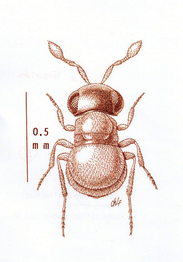 Il più piccolo insetto finora conosciuto della Svizzera. L’imenottero scelionide Baeus castaneus, 0,6 millimetri. (Disegno originale di Dante Vailati, Brescia)