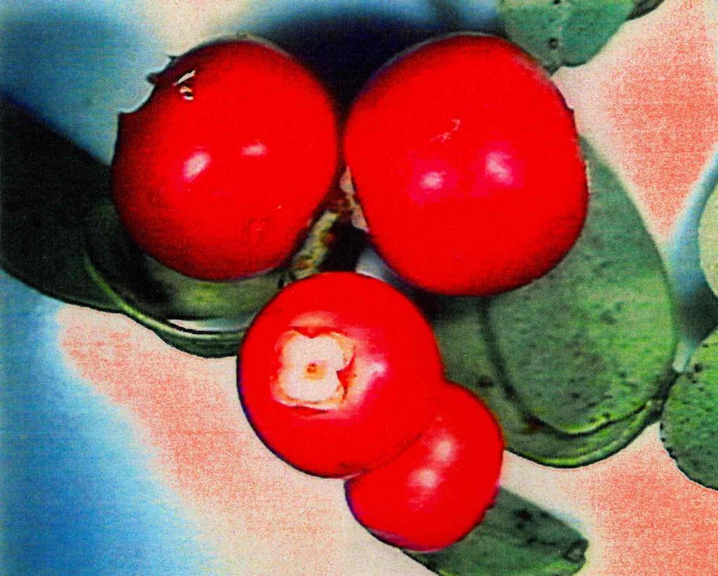 Bacche di mirtillo rosso (Vaccinium vitis-idaea) (Alessandro Focarile)