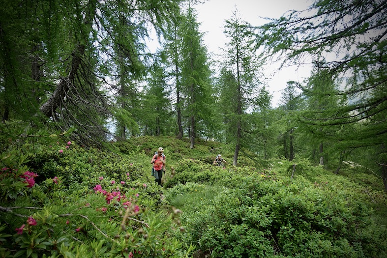 Drappelli di larici e un tappeto di rododendri